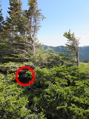 Cache location" title=