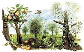 Streuobstwiese by Brackenheim.de