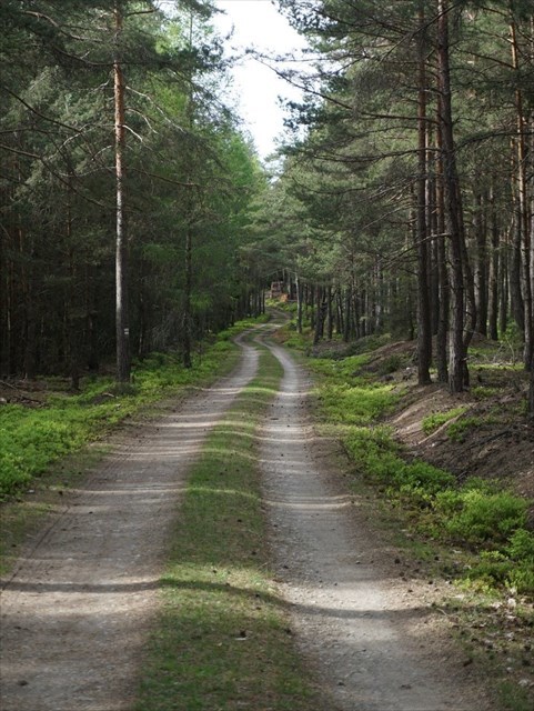 lesní cesta mezi Lomeme a Velkou Mýtí