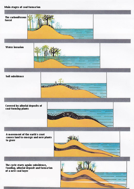 Coal formation cycle