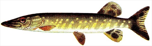 Fisch3