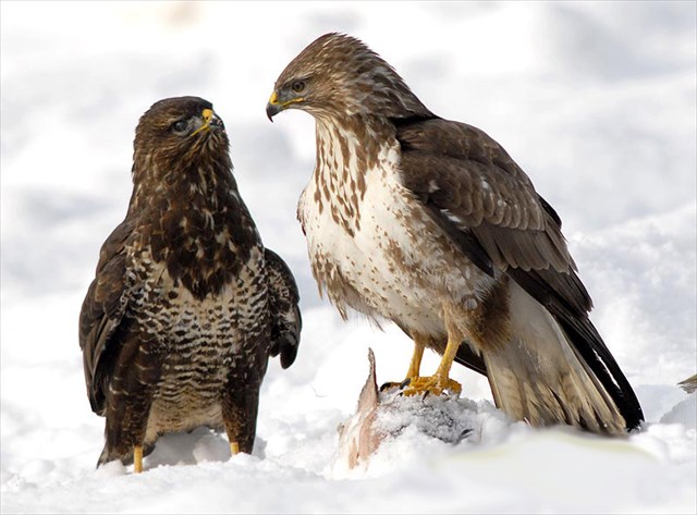 Fotograrie Káněte lesního #2