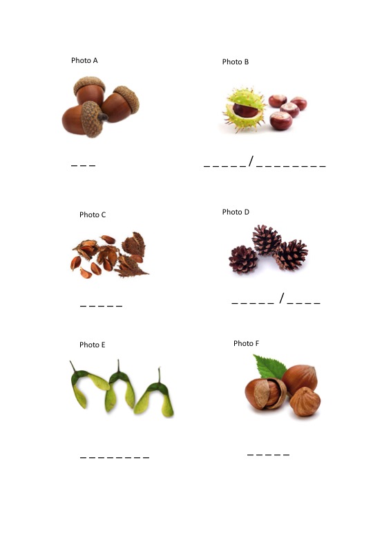 Fruit & Nut