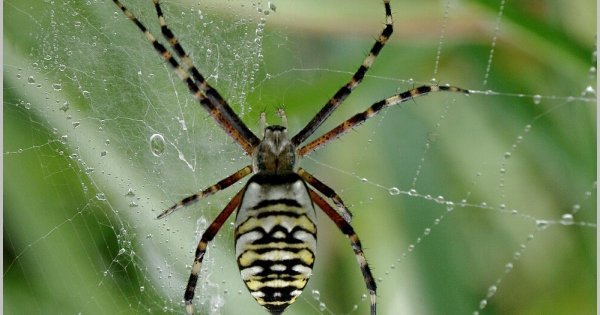 Pavouk v barvách vosy