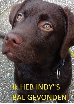 IK HEB INDY ZIJN BAL GEVONDEN