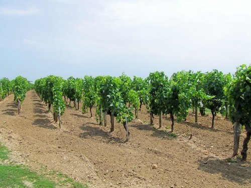 vignes du plateau