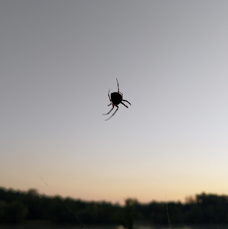 Spider in Web