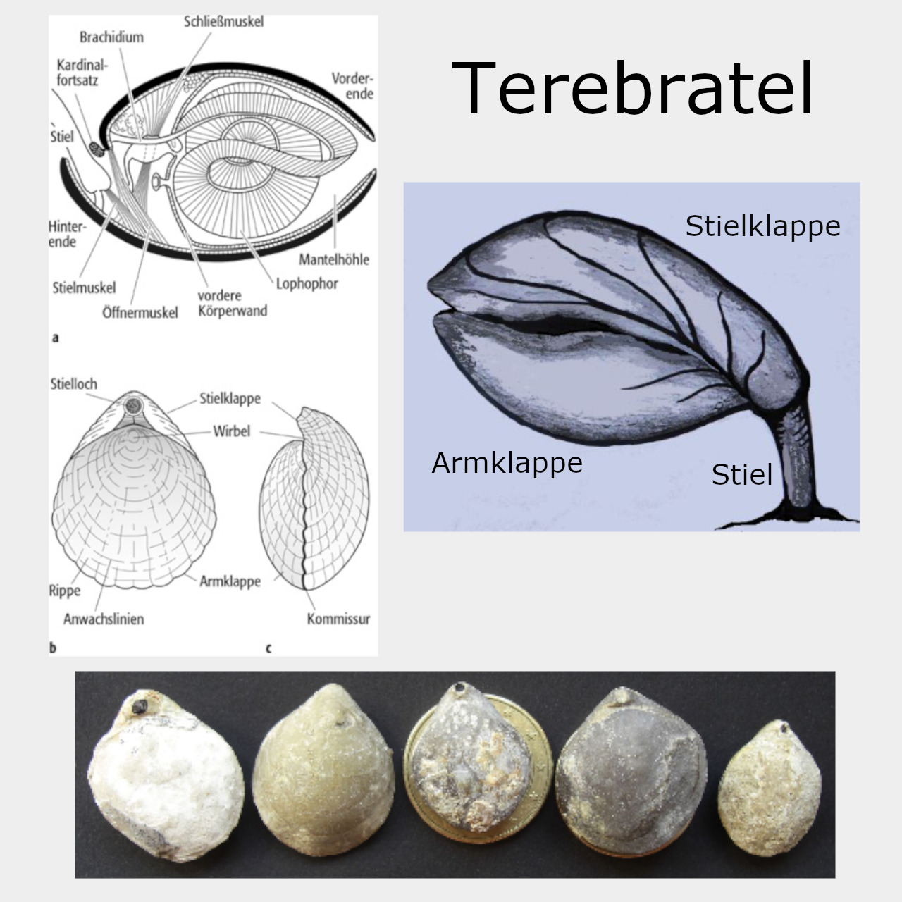 Terebratel Terebratel