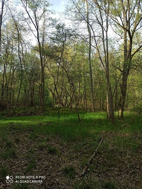 Lasek Chropaczowski - spojler