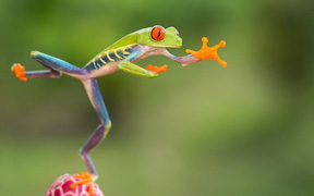 Leap into Puerto Vallarta