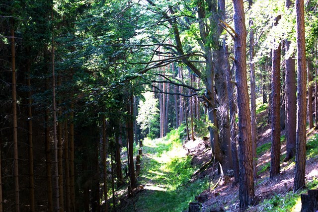 Der Wegbeginn Glashütten nach Betreten des Waldes 