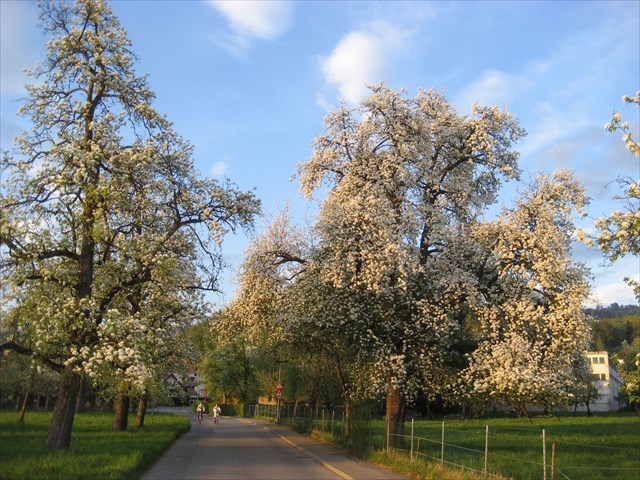 Hochstamm Bäume in Wolfurt