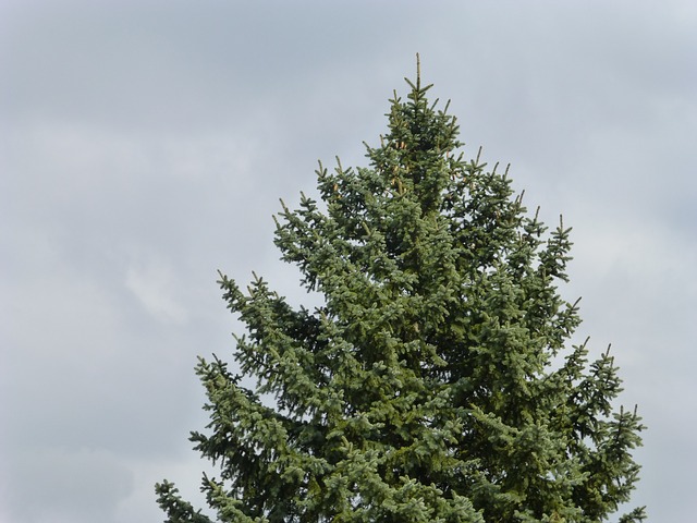 julgranen