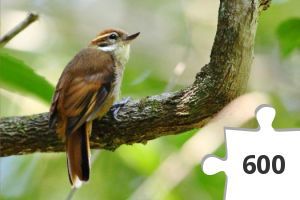 Jigsaw puzzle - GC972J5 - Xenops minutus