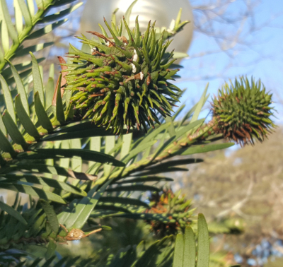 Female cone of the Wollemi Pine