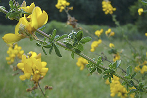 A vida nos ríos galegos Codeso