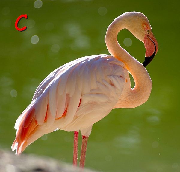 C