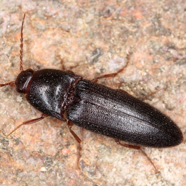 Brachygonus megerlei