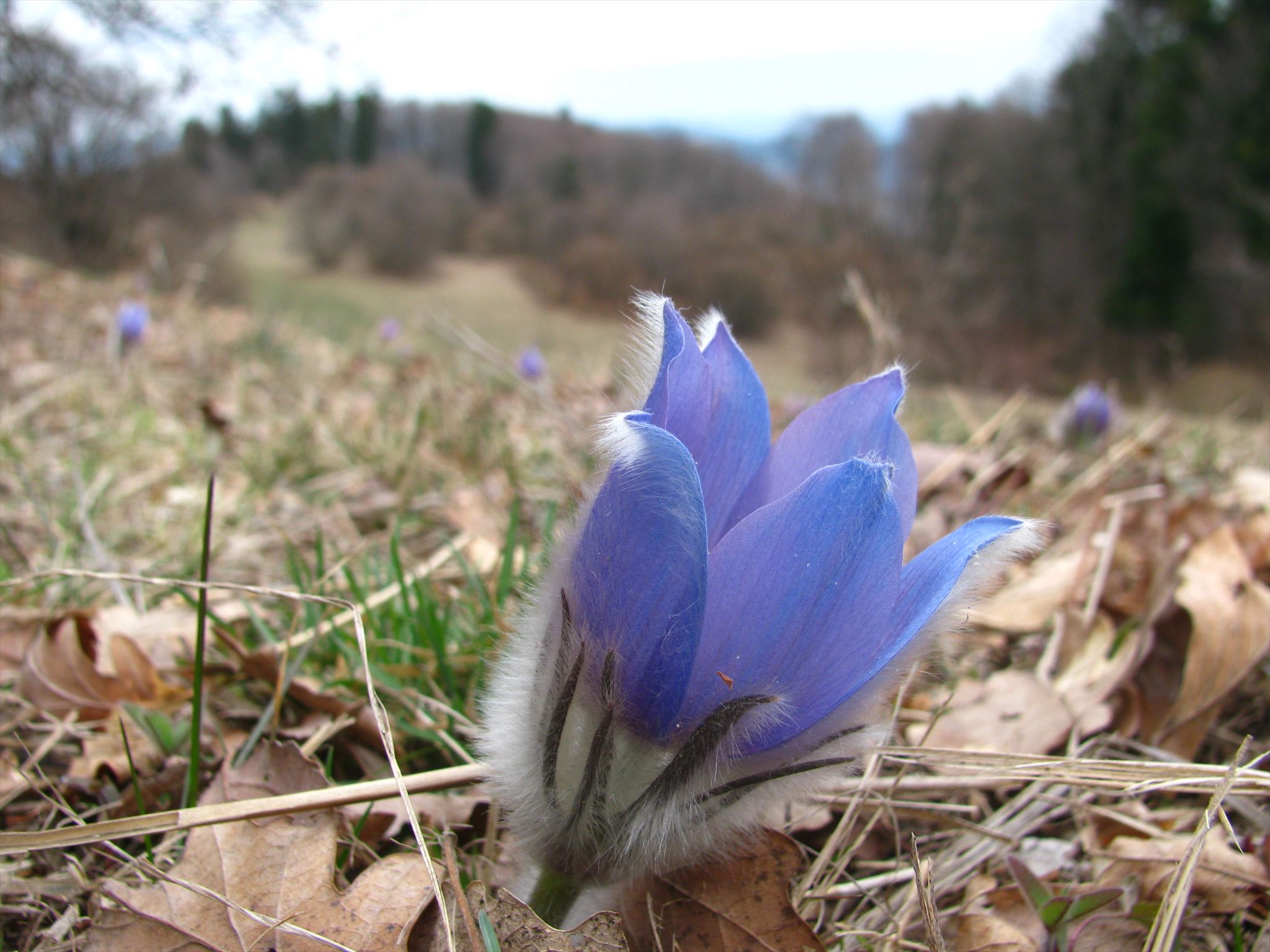 Pulsatilla grandis, blossom season 2016
