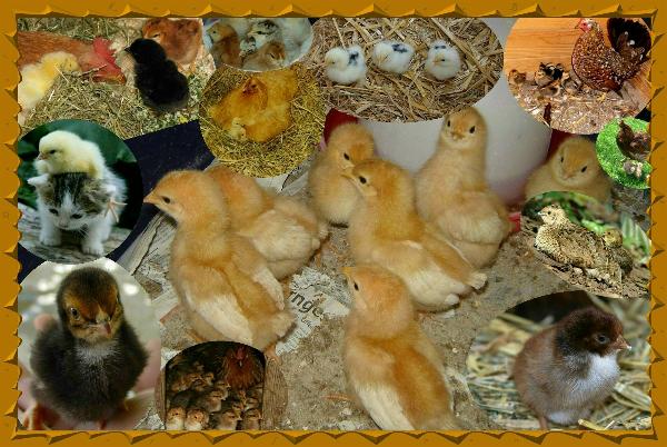 Serverprobleme - versuch es später nochmal