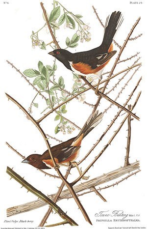 Audubon Illustration of Towee Bunting