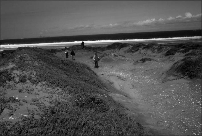 Avant-dune constituée de monticules allongés