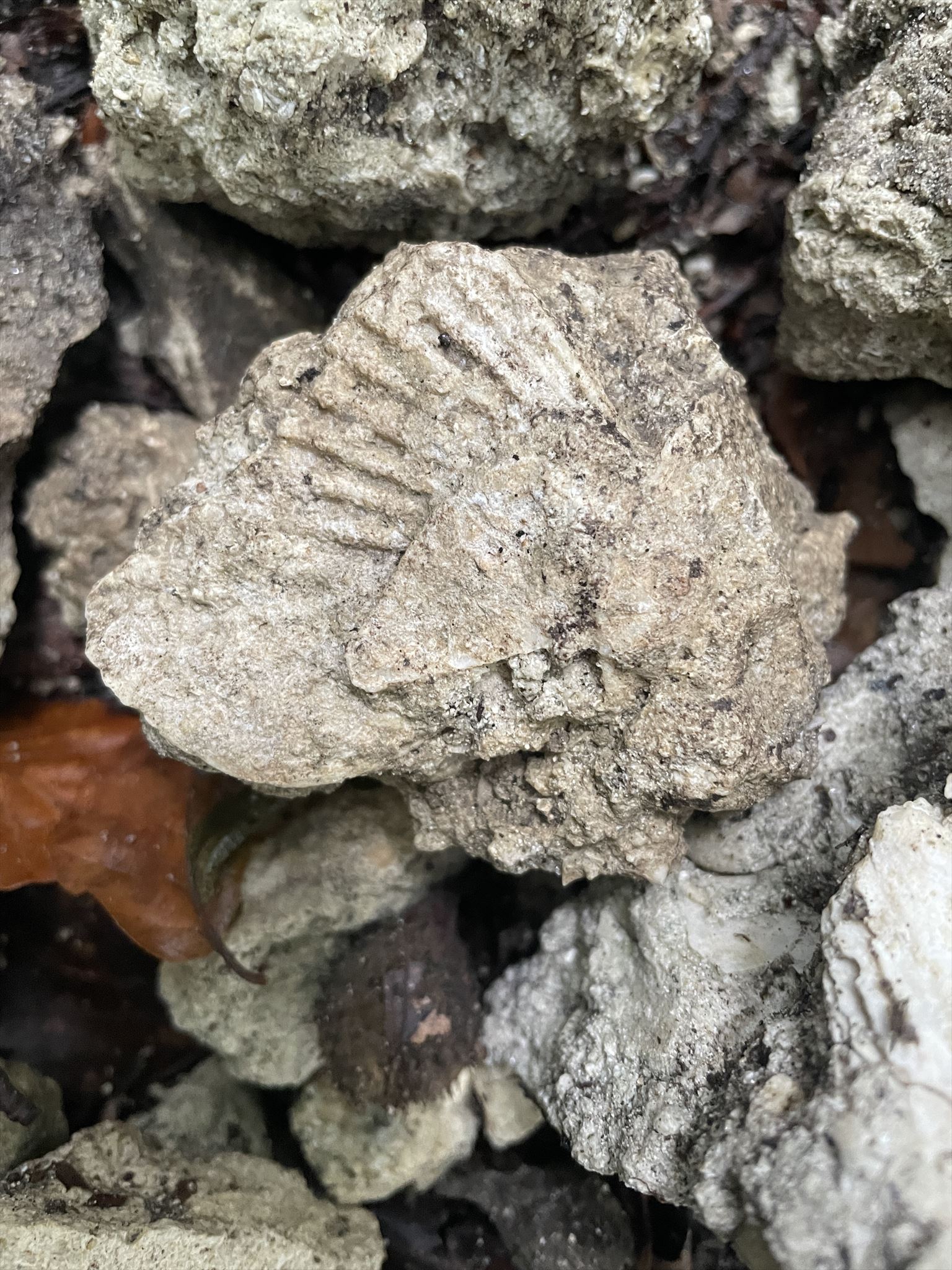 Fragment lastúry hrebenatky z Pekténovej lavice