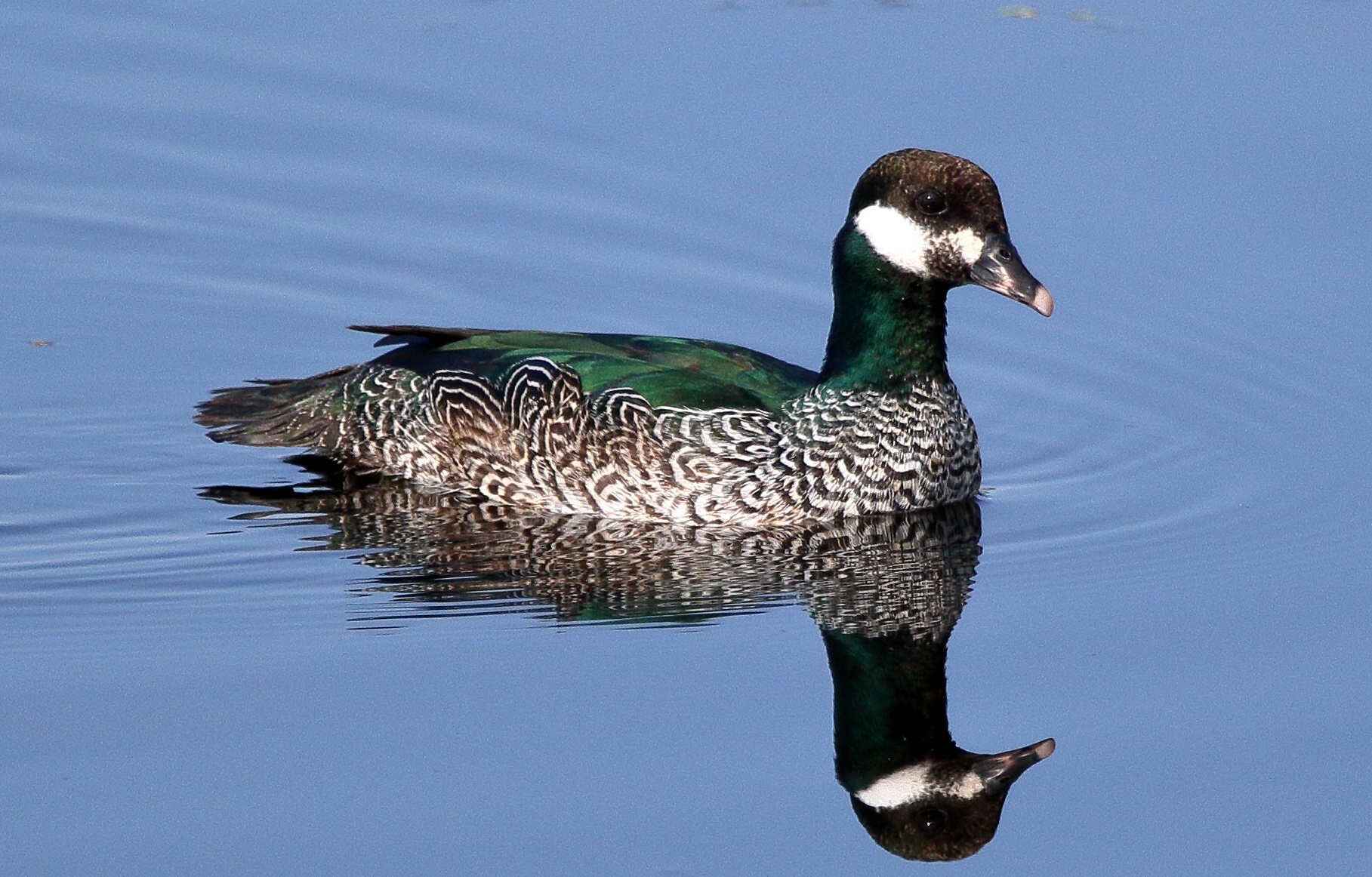 GreenPygmyGoose