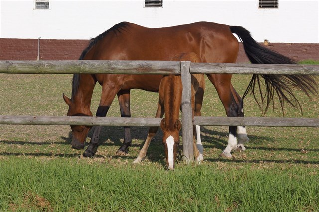 TEKST VOOR HET PLAATJE