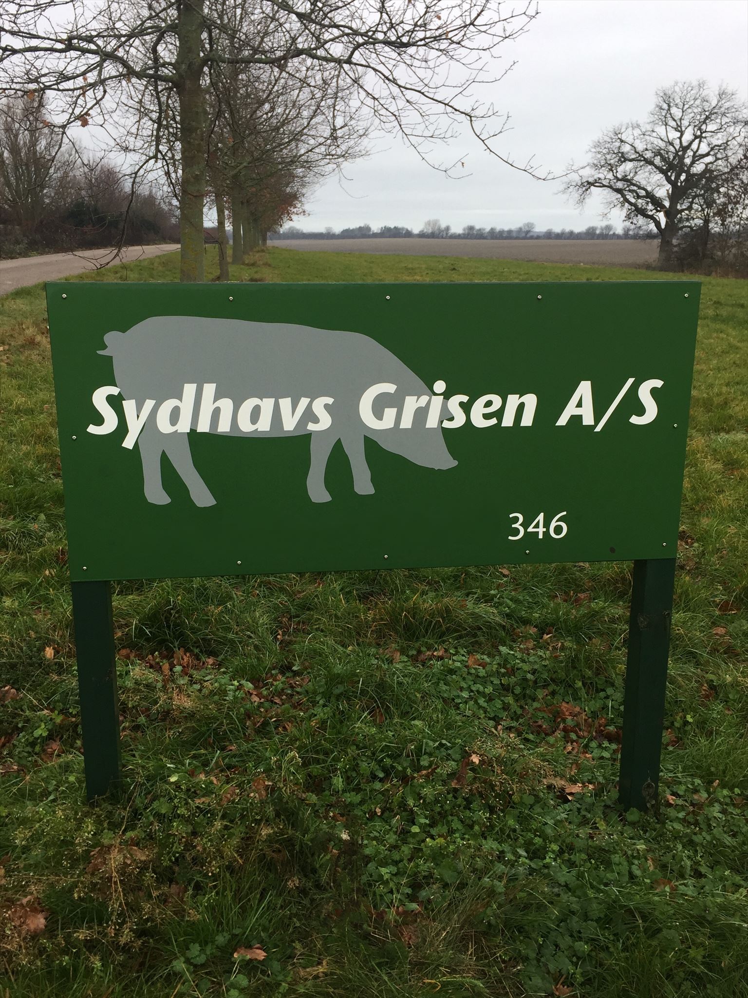 Sydhavs Grisen
