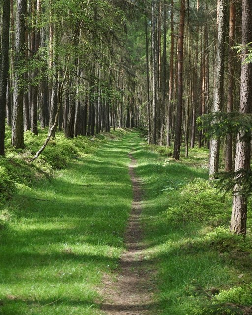 cesta u rozcestí U Stýskal