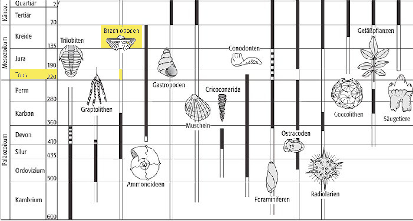 Übersicht Leitfossil Übersicht Leitfossil