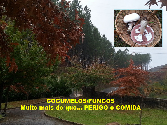 #31 – SAÚDE 8 (Vimieiro)