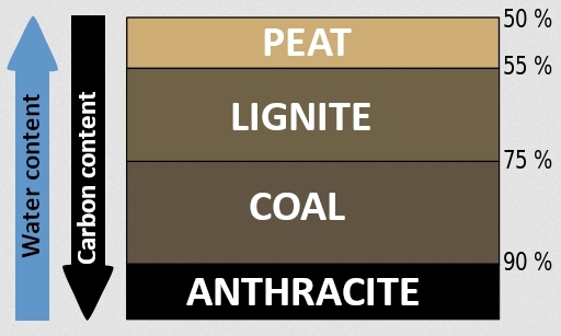 The formation of coal