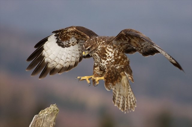 Fotograrie Káněte lesního #1