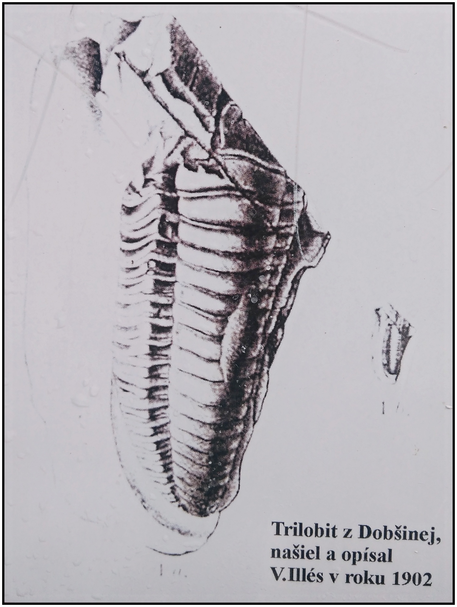 Trilobit
