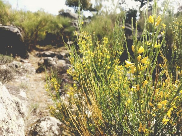 Piornos en flor