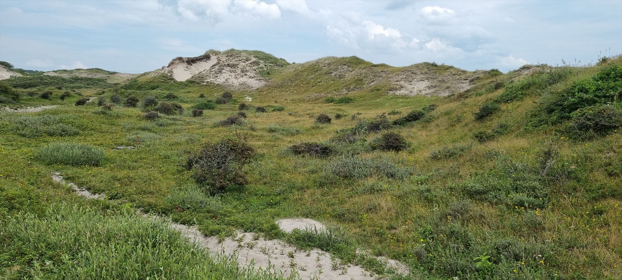 duinen Omschrijving