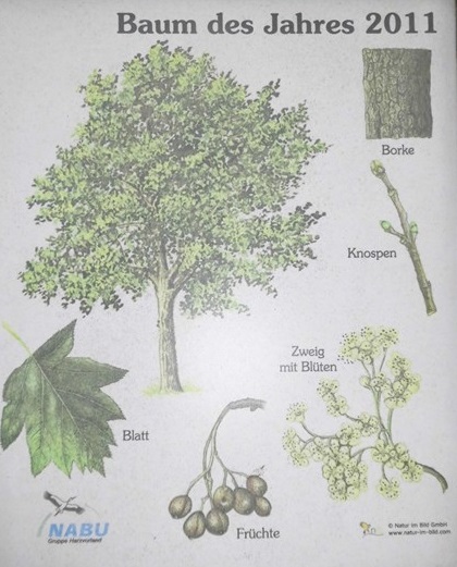 Gc69jbq Die Elsbeere Baum Des Jahres 2011 Unknown Cache - 