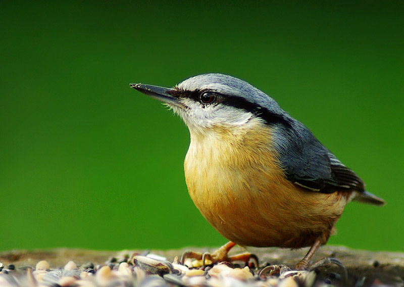 Fotograrie Brhlíka #2