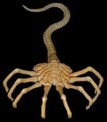 face hugger