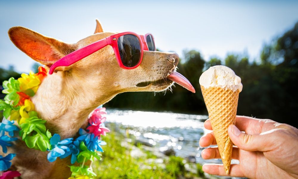 GC8Y75D Dog Days & Ice Cream (Event Cache) in Maryland, United States