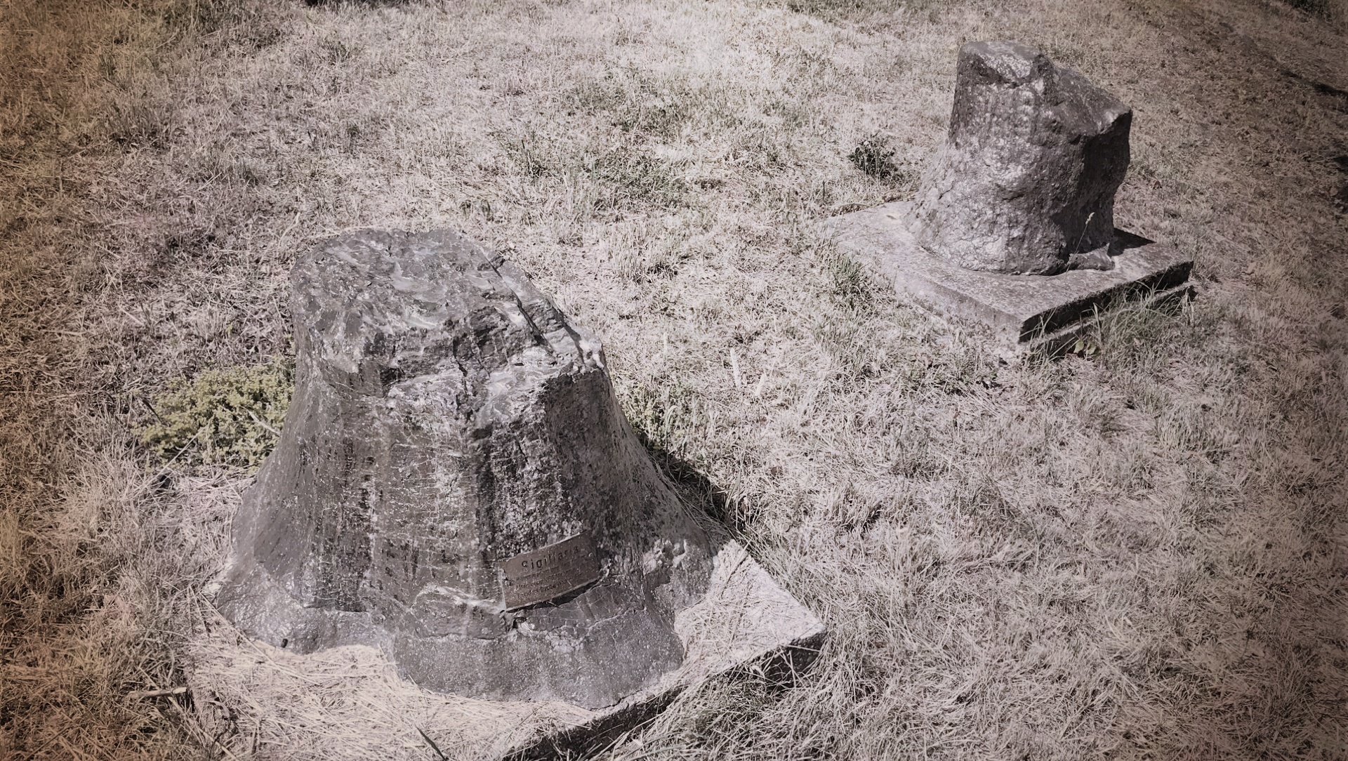 Versteinerte Baeume GC88CE4=