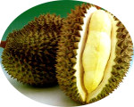 Durian Mon Thong