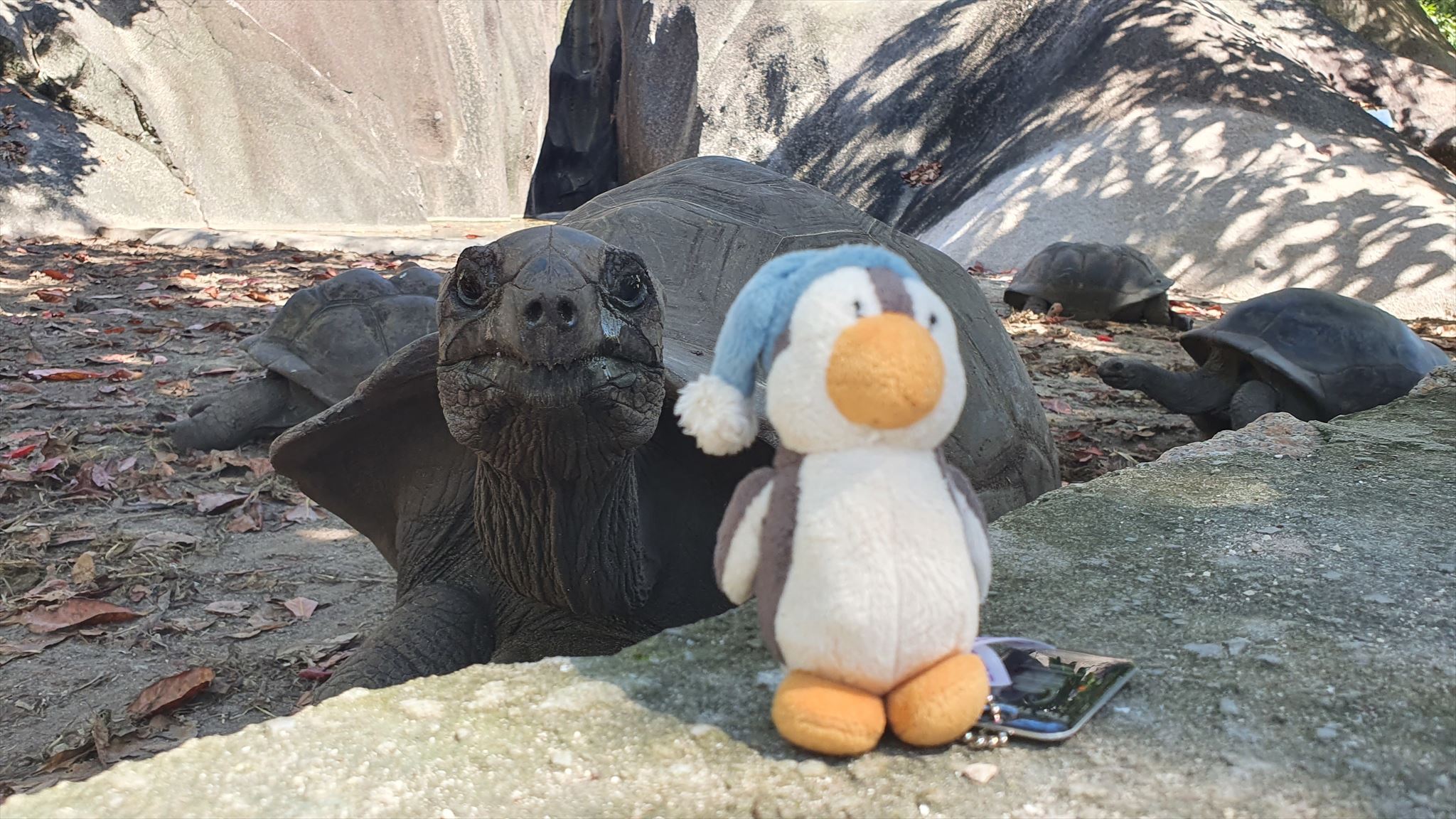 Pete and Aldabra Giant Tortoise