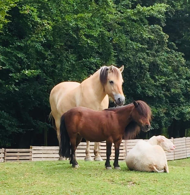 Drie beesten in de wei