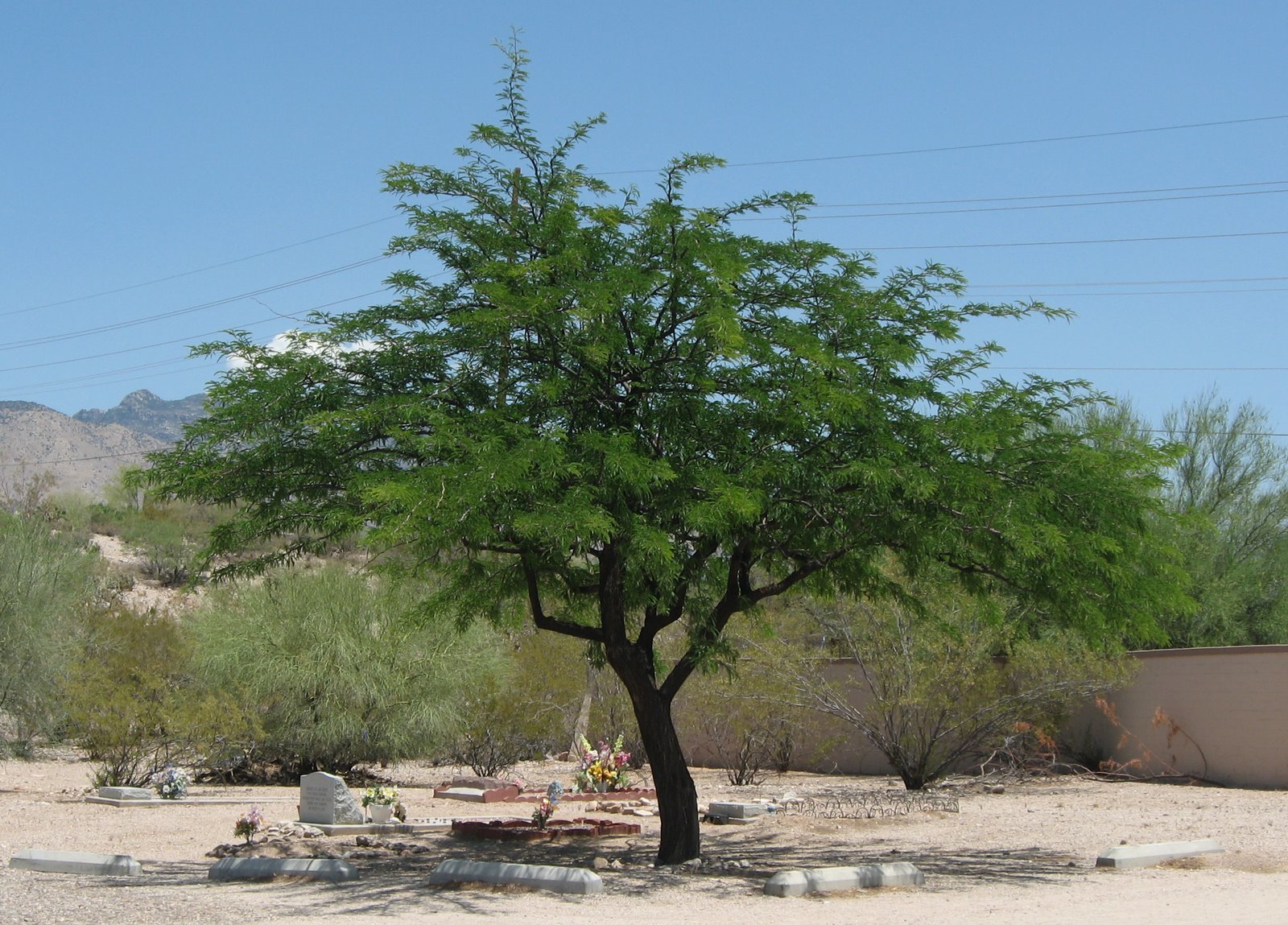 GC7DXBQ TAS Mesquite (Traditional Cache) in Michigan, United States