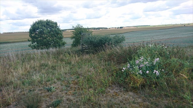 Aussicht über Damerower Umland Bild
