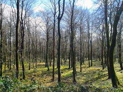 Springtime Forest View