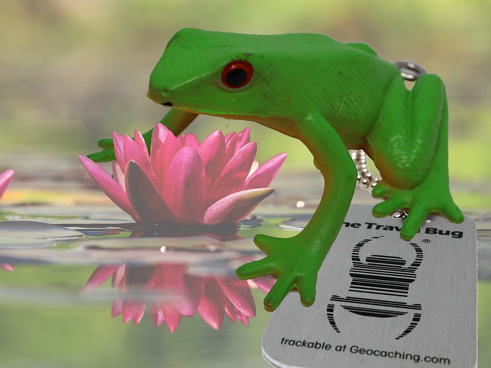 Minz TB - Frosch